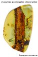 Rare Amber Gemstone image
