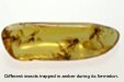 Amber Gemstone Image