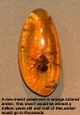Amber Gemstone with Insect