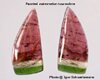 Water Melon Tourmaline